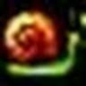 Meet your Posher, Rose f